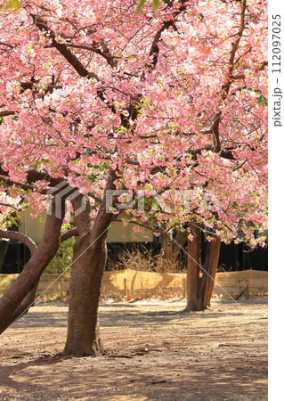 林試の森公園の河津桜 林試の森公園の河津桜 112097025