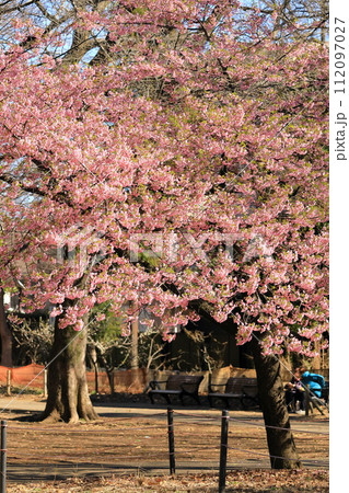 林試の森公園の河津桜 112097027