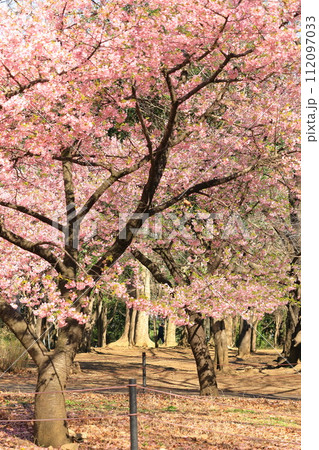 林試の森公園の河津桜 林試の森公園の河津桜 112097033