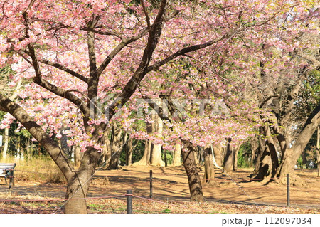 林試の森公園の河津桜 112097034
