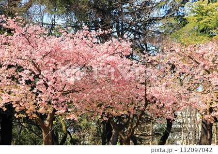 林試の森公園の河津桜 林試の森公園の河津桜 112097042