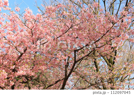 林試の森公園の河津桜 林試の森公園の河津桜 112097045