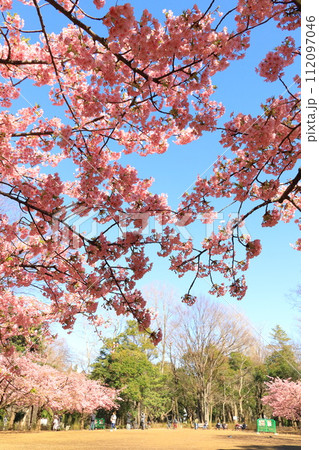 林試の森公園の河津桜 林試の森公園の河津桜 112097046