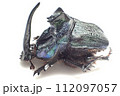 エンシフェルニジダイコク Coprophanaeus ensifer 112097057