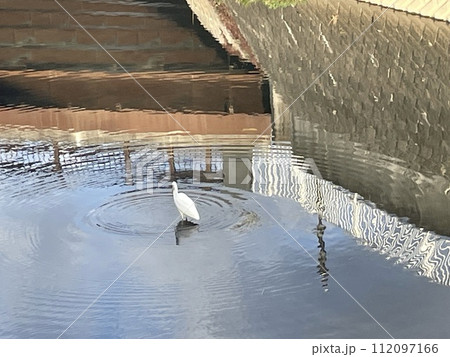 シラサギのいる朝の川 シラサギのいる朝の川 112097166