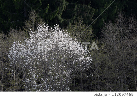 春の野山の満開のコブシの花 112097469