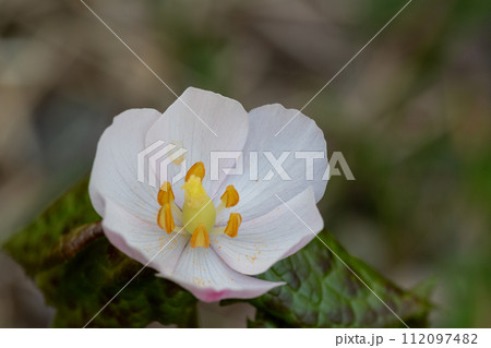 満開のヒマラヤハッカクレン 112097482