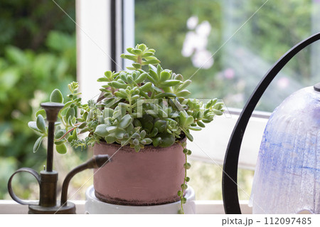 窓辺の多肉植物の寄せ植え 112097485