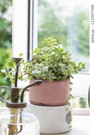 窓辺の多肉植物の寄せ植え 112097486