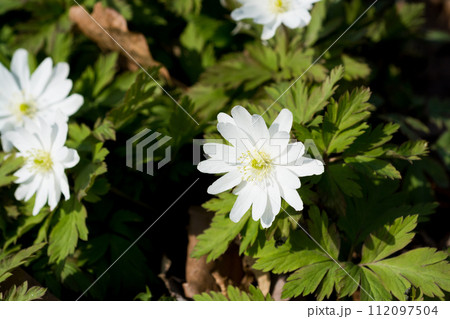 春の野山に咲くキクザキイチゲ 春の野山に咲くキクザキイチゲ 112097504