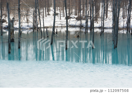 雪が残る春の青い池　美瑛町 112097508