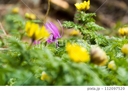 春の野山に咲くカタクリとフクジュソウ 112097520