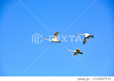 空を飛ぶハクチョウ 112097535