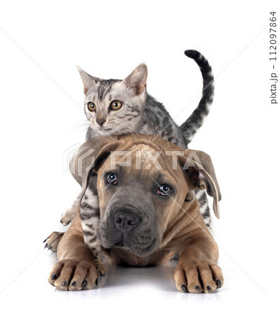 bengal kitten an cane corso in studio 112097864