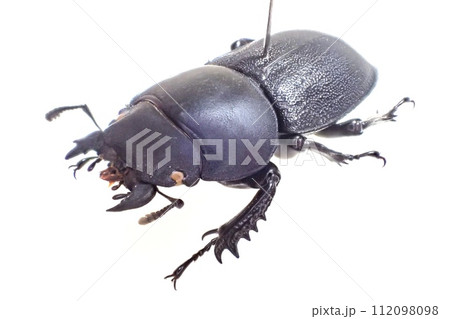 チリハネナシクワガタ Apterodorcus Bacchus メス 112098098