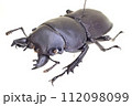 チリハネナシクワガタ Apterodorcus Bacchus オス 112098099