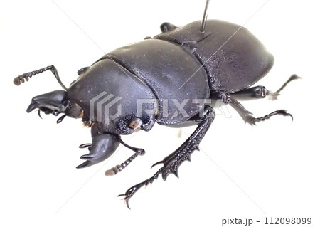 チリハネナシクワガタ Apterodorcus Bacchus オス 112098099
