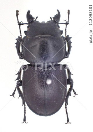 チリハネナシクワガタ Apterodorcus Bacchus オスの写真素材