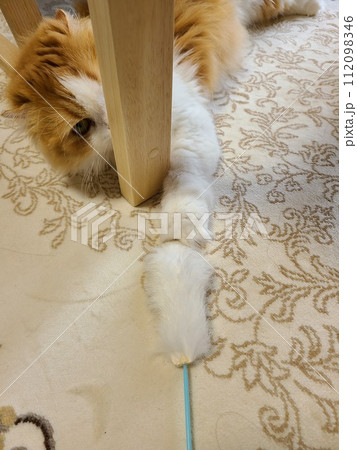 猫じゃらしで遊ぶスコティッシュフォールド 112098346