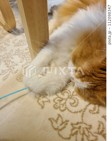 猫じゃらしで遊ぶスコティッシュフォールド 猫じゃらしで遊ぶスコティッシュフォールド 112098347