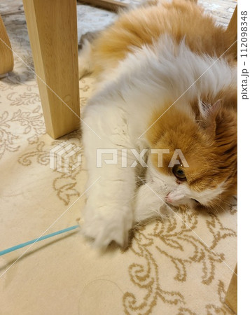 猫じゃらしで遊ぶスコティッシュフォールド 猫じゃらしで遊ぶスコティッシュフォールド 112098348