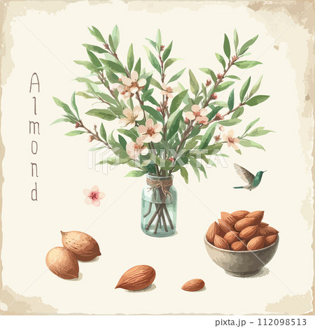 Watercolor almond vintage retro poster design. Vector almond illustration, fruits theme. Watercolor almond vintage retro poster design. Vector almond illustration, fruits theme. 112098513