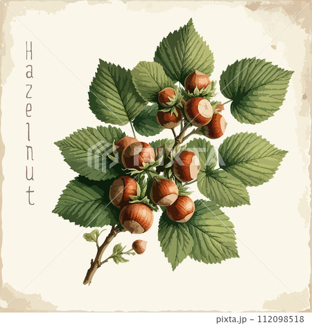 Watercolor hazelnut vintage retro poster design. Vector hazelnut illustration, fruits theme. Watercolor hazelnut vintage retro poster design. Vector hazelnut illustration, fruits theme. 112098518