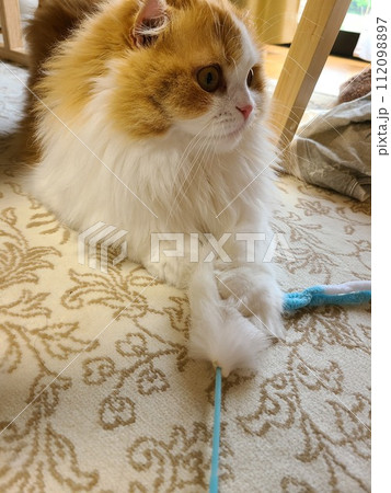 猫じゃらしで遊ぶスコティッシュフォールド 112098897