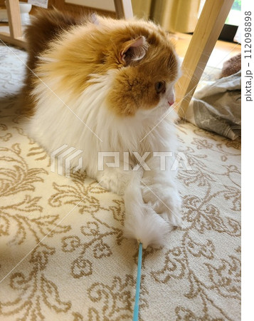猫じゃらしで遊ぶスコティッシュフォールド 112098898