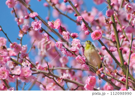梅の花とメジロ 112098990