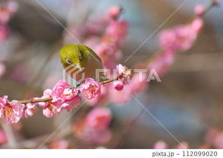 梅の花とメジロ 梅の花とメジロ 112099020