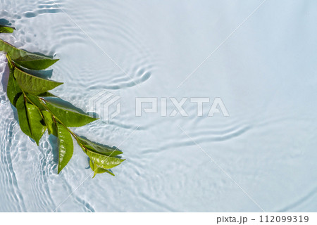 Natural plant on a transparent and water surface. Concept of pure water and natural cosmetics for skin care and hydration Natural plant on a transparent and water surface. Concept of pure water and natural cosmetics for skin care and hydration 112099319