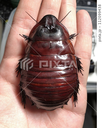 ヨロイモグラゴキブリ Macropanesthia rhinoceros 112099438