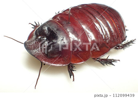 ヨロイモグラゴキブリ Macropanesthia rhinoceros 112099439