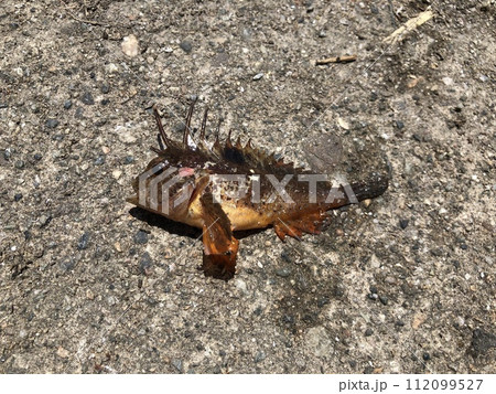 ハオコゼ Paracentropogon rubripinnis ハオコゼ Paracentropogon rubripinnis 112099527