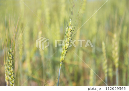 Close up for young wheat ears on sunny day 112099566