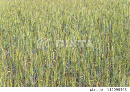 Natural background of young wheat's plants on a spring sunny day Natural background of young wheat's plants on a spring sunny day 112099568
