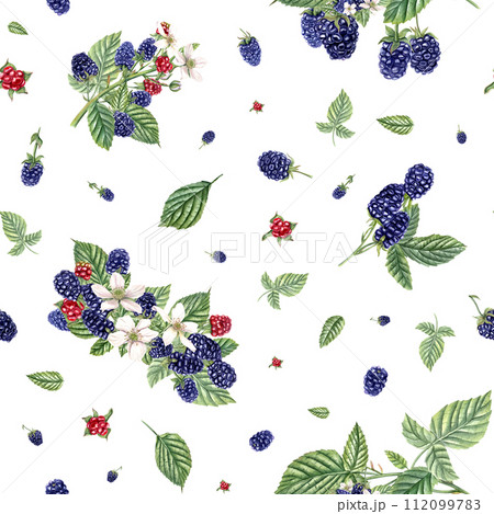 Summer seamless pattern with ripe aromatic Blackberries. Bunches of blackberries. Forest and garden berries. Dewberry, bramble. Watercolor illustration for wrapping, poster, package Summer seamless pattern with ripe aromatic Blackberries. Bunches of blackberries. Forest and garden berries. Dewberry, bramble. Watercolor illustration for wrapping, poster, package 112099783