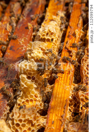 Open hive showing the bees swarming on a honeycomb.. Open hive showing the bees swarming on a honeycomb.. 112099794