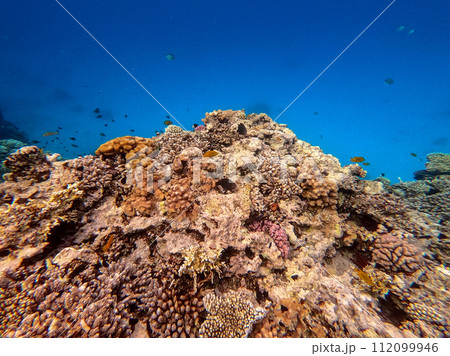 Underwater life of reef with corals and tropical fish. Coral Reef at the Red Sea, Egypt. 112099946