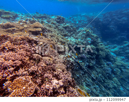 Underwater life of reef with corals and tropical fish. Coral Reef at the Red Sea, Egypt. 112099947