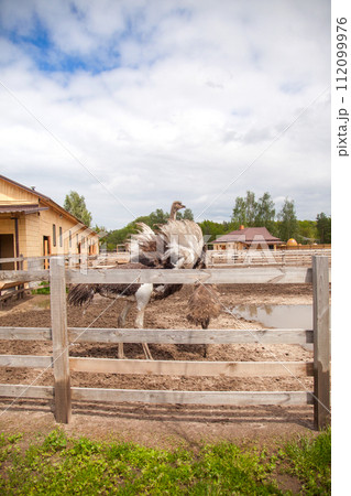 African ostrich walk in the paddock. Common Ostrich is the largest living bird on the planet.. 112099976