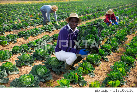 Afro american man farmer holding box full of cabbage 112100116