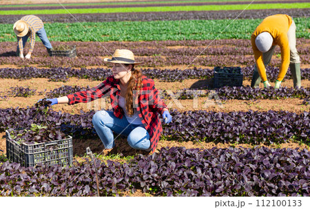 Young female farm worker picking harvest of red romaine 112100133