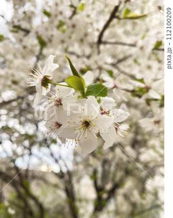 apricot flowers on tree branches apricot flowers on tree branches 112100209