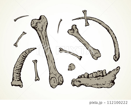 Bones. Vector drawing Bones. Vector drawing 112100222