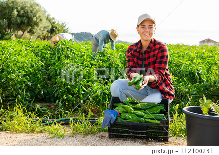 Woman demonstrates box with crop of ripe bell peppers in farmer field 112100231