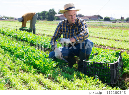 Male gardener harvesting arugula at the farm field 112100348