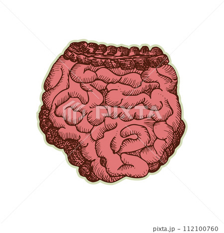 Sticker of human intestines. Vintage anatomy engraving sketch organ isolated on white background. Good idea design retro medicine poster in hand drawn style. Anatomical body part vector illustration 112100760