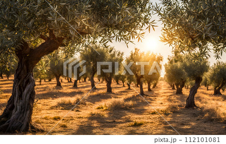 Olive branch with ripe olives in sunlight 112101081